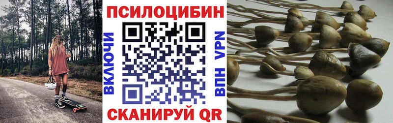 сколько стоит  Иркутск  Галлюциногенные грибы Psilocybine cubensis 